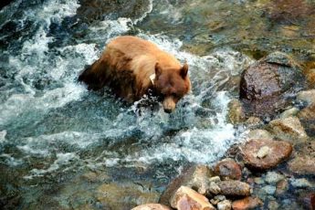 sequoia national park bears encounters