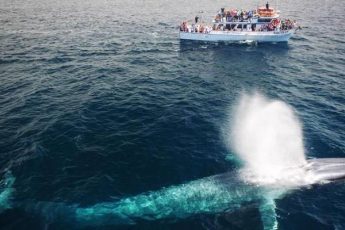 guide to whale watching wildlife experience