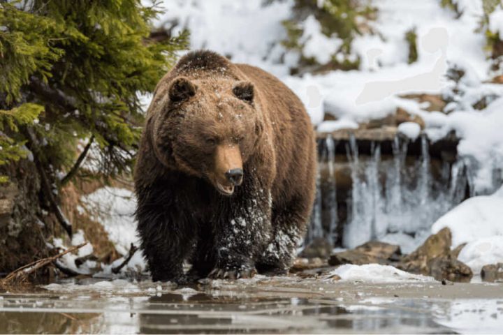 big-brown-bear-near-the-forest-lake