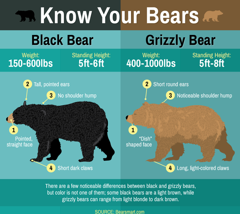 difference between grizzly bear and black bear