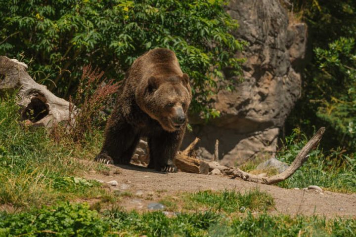 large-grizzly-bear-wobbles