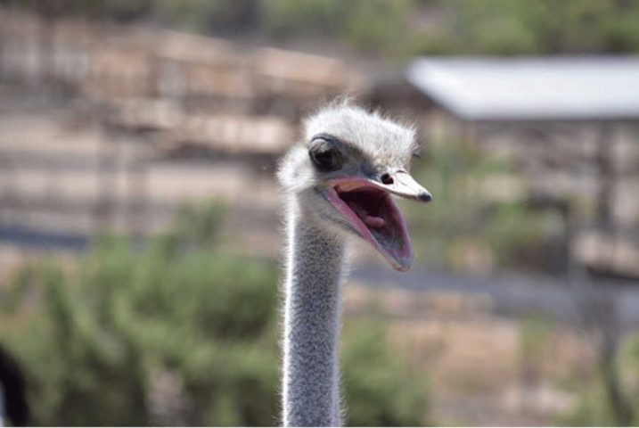 ostrich california