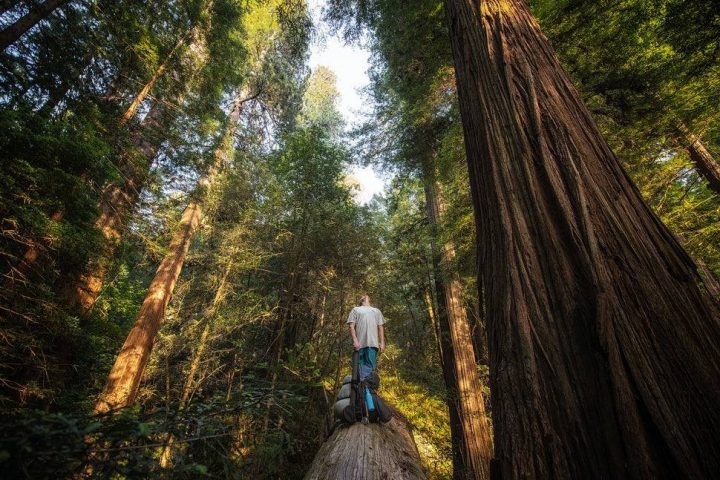 redwood national park