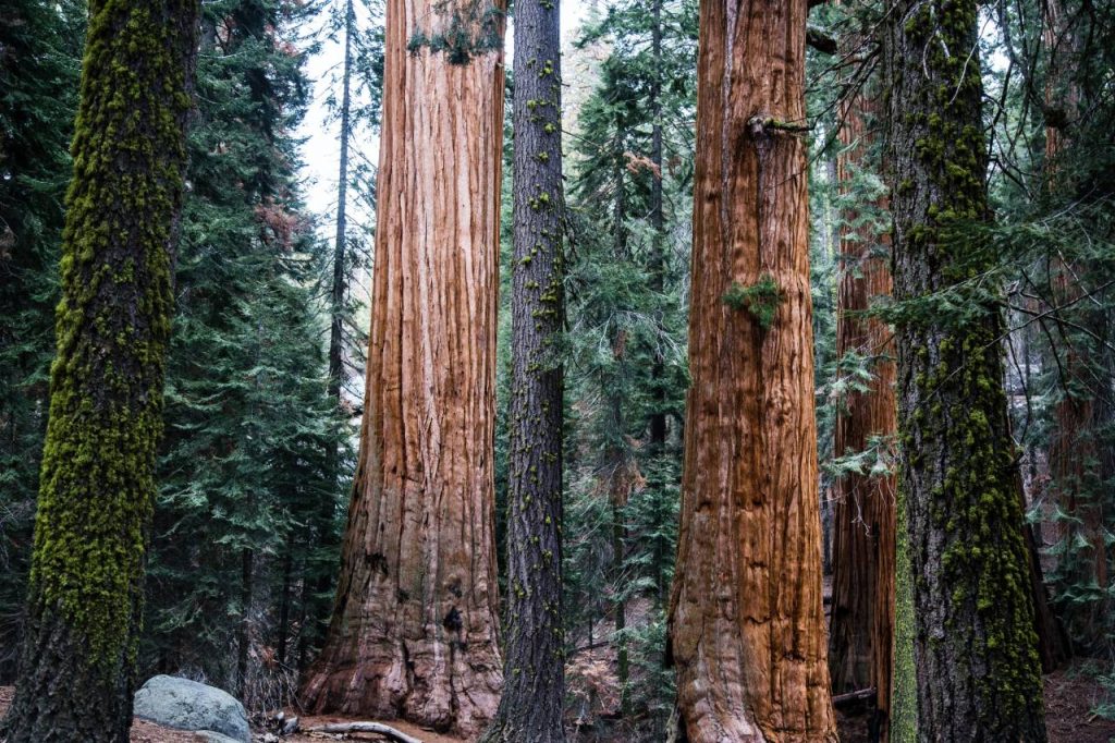 sequoia national park view