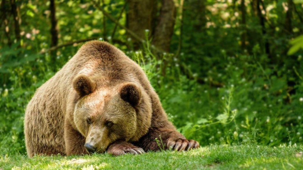 bear california fauna inhabitat