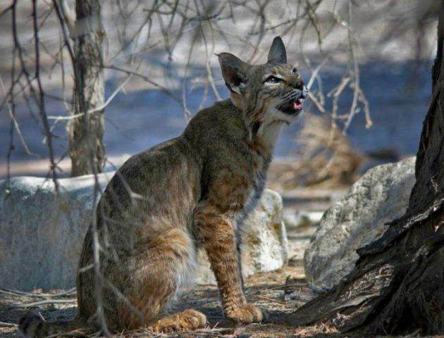 sonny bono national wildlife refuge bobcat