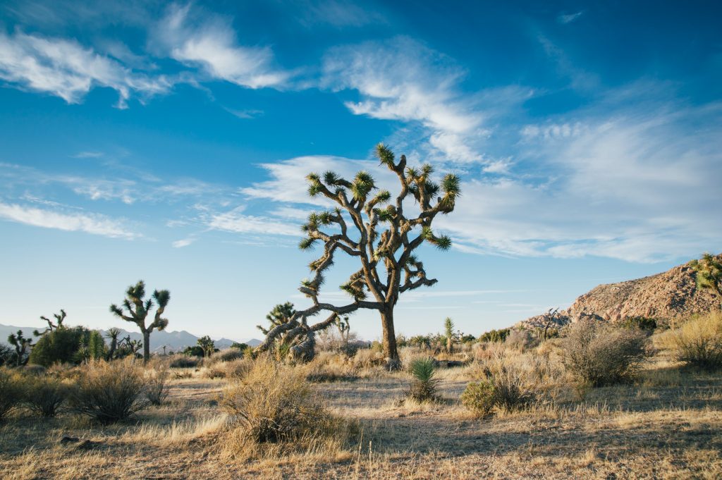 joshua tree national park view