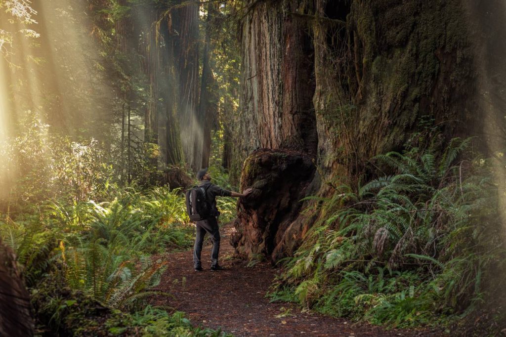 redwood trillium falls trail backpacking