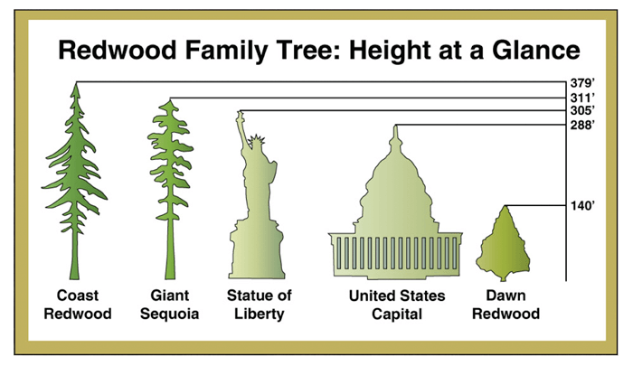 redwood tree height