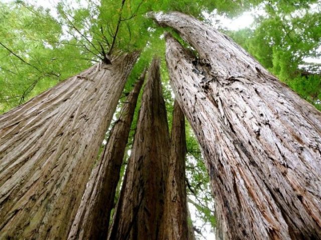 tall trees trail redwood grove loop